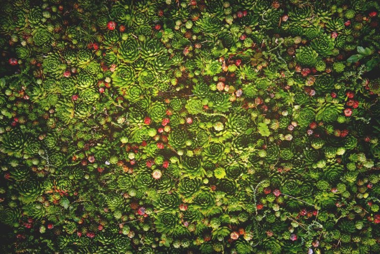 Végétaliser sa toiture à Meyzieu, une solution écologique et économique