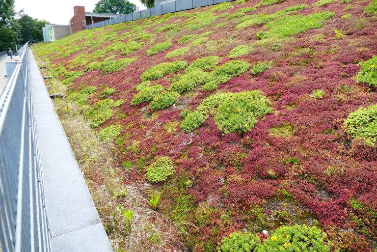 Végétaliser les toits et terrasses profite à la biodiversité urbaine